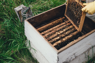 The healing powers of bees…and how to support them at home